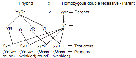 1691_dihybrid test cross.png